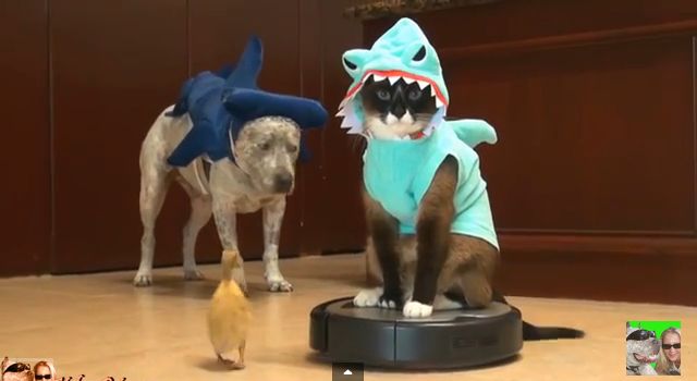 ルンバネコ ルンバを乗りこなす面白いネコ アヒルを追いかけ追いかけられ サメの衣装も可愛いね ジャポンタ