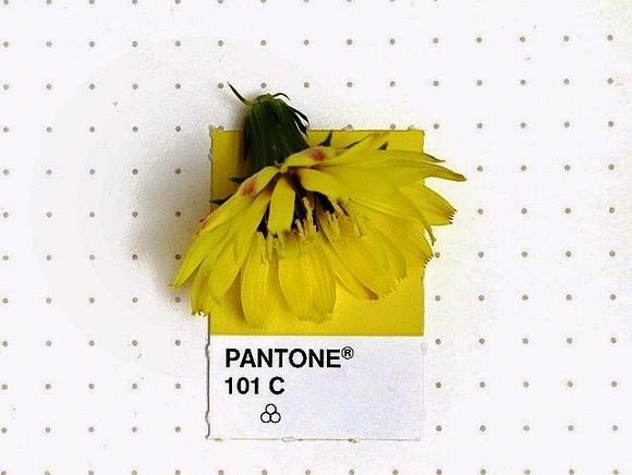 pantone