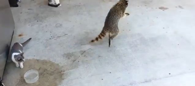 動画 アライグマがネコの餌を盗み逃げ去る姿が面白い 一握りの餌を両手に抱えに二足歩行で妖怪のようなｂダッシュ ジャポンタ