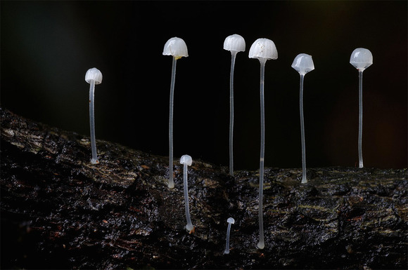 White Mycena