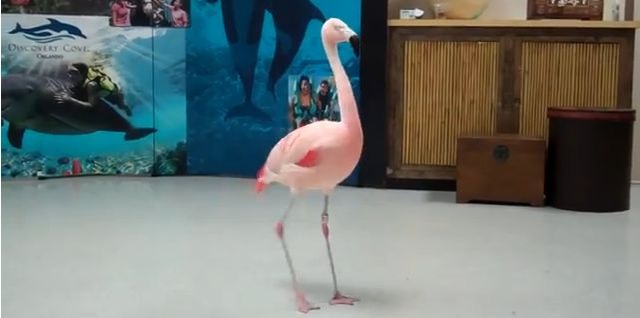 フラミンゴフラメンコ クルクル回りながらタップを踏む フラミンゴのピンキーちゃんのリズミカルなダンス ジャポンタ フラミンゴフラメンコ クルクル回りながらタップを踏む フラミンゴのピンキーちゃんのリズミカルなダンス ジャポンタ