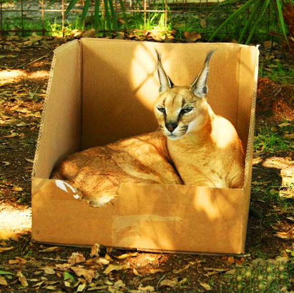 Big_cats_love_boxes_too