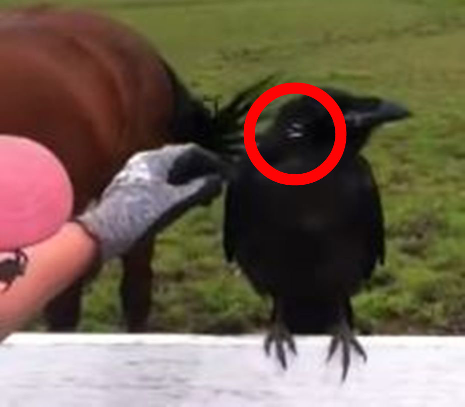 動画 ヤマアラシのトゲが刺さり人間に助けを求めに来たカラス 計り知れないカラスの驚くべき不思議 ジャポンタ