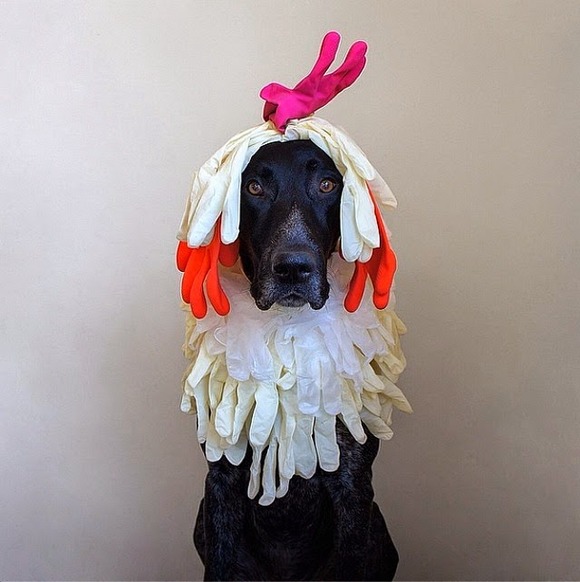 dog8