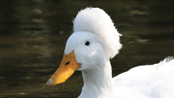 マリリンモンロー ヘアーを持つアヒル クレステッド ダック Crested Duck カツラのようなヘアースタイルが愛くるしい ジャポンタ マリリンモンロー ヘアーを持つアヒル クレステッド ダック Crested Duck カツラのようなヘアースタイルが愛くるしい ジャポンタ