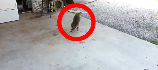 動画 アライグマがネコの餌を盗み逃げ去る姿が面白い 一握りの餌を両手に抱えに二足歩行で妖怪のようなｂダッシュ ジャポンタ