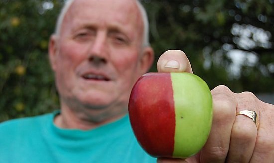 Rare-2-Tone-Apple-Ken-Morrish-01