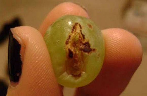 grape-jesus