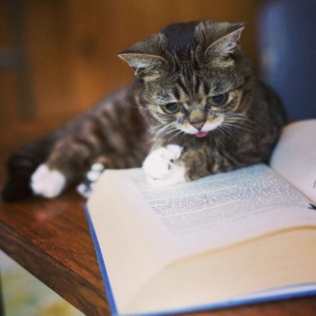 lil-bub-the-cat-sticks-tongue-out-10