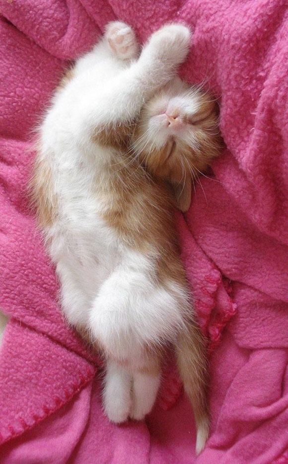 funny-sleeping-cats-30
