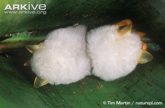 モフモフの白団子発見 ホンジュラス 白コウモリ シロヘラコウモリ のかわいく寄り添う光景 ジャポンタ