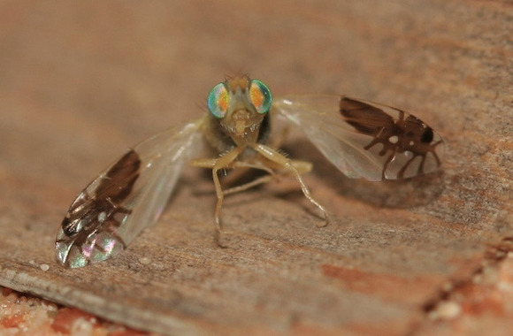 fly-with-ants-on-wings