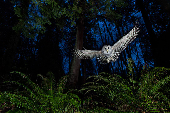 01_Connor-Stefanison-Canada-The-flight-path