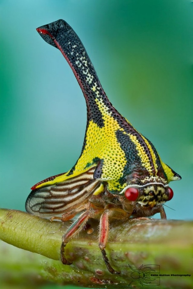 strange-animals-you-didnt-know-2-15-600x899