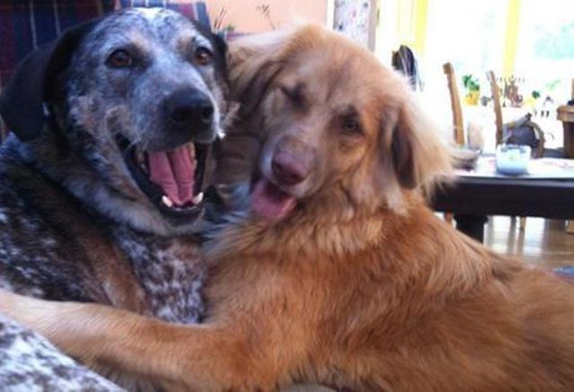 a_comparison_between_dogs_and_cats_640_11