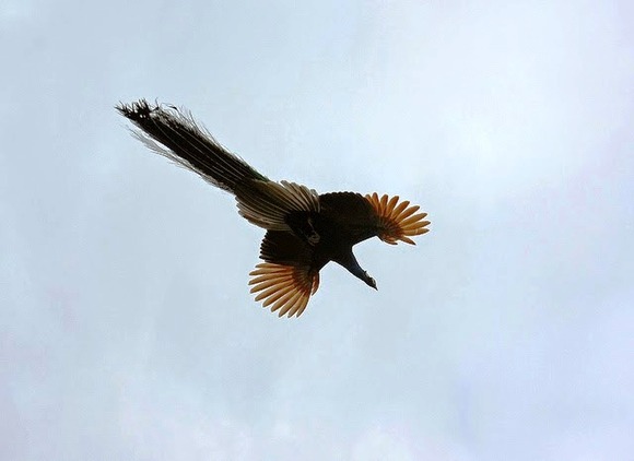 peacock in flight 1