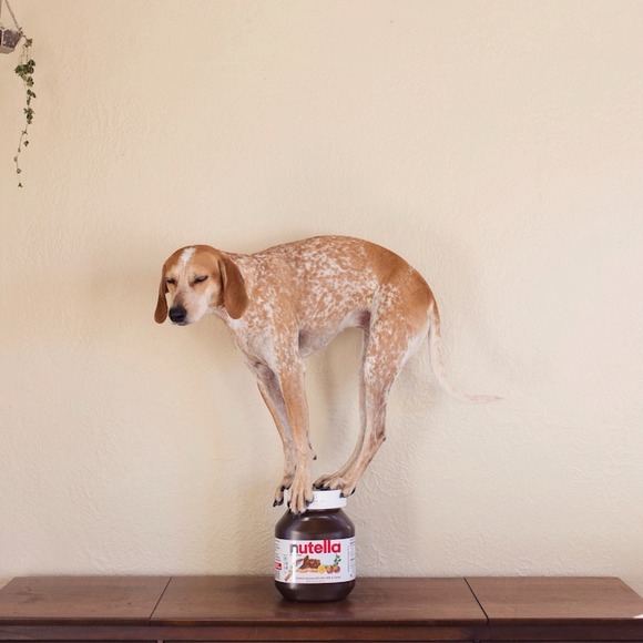 何でも乗っかる犬 マディー Maddie ちゃん 驚異のバランスで何にでもｏｎ ジャポンタ