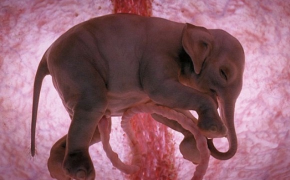神秘的な動物達の子宮内の胎児の姿 子宮に浮かぶ新しい生命画像 ジャポンタ