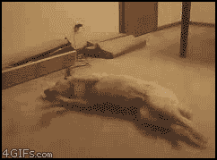 a_comparison_between_dogs_and_cats_04
