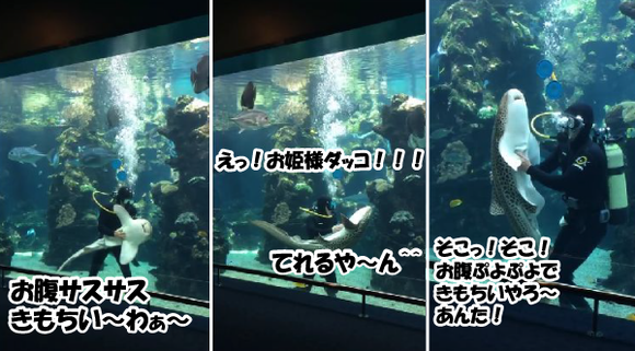 お腹サスサスきもちい わぁ なでられて嬉しがる可愛いサメっこな光景 ジャポンタ お腹サスサスきもちい わぁ なでられて嬉しがる可愛いサメっこな光景 ジャポンタ