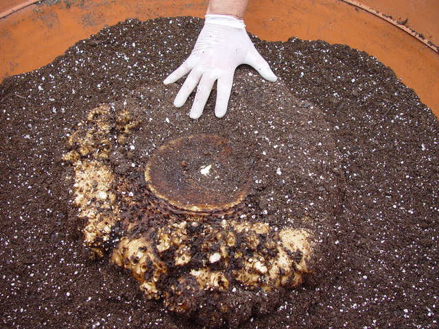 corm in pot with hand for reference