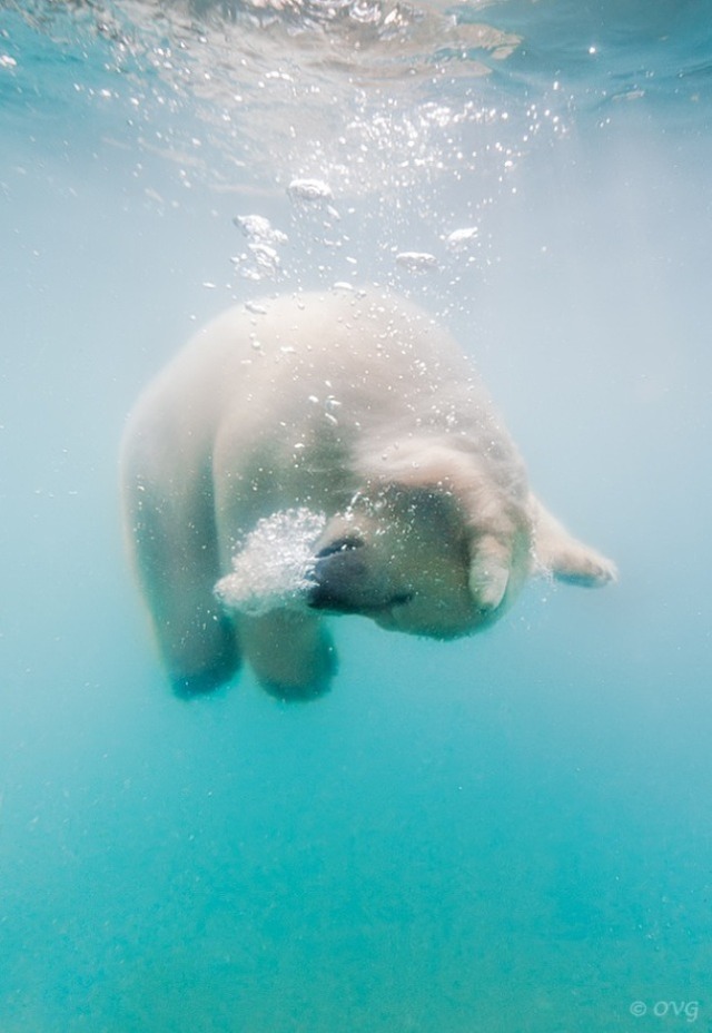 polarbear00