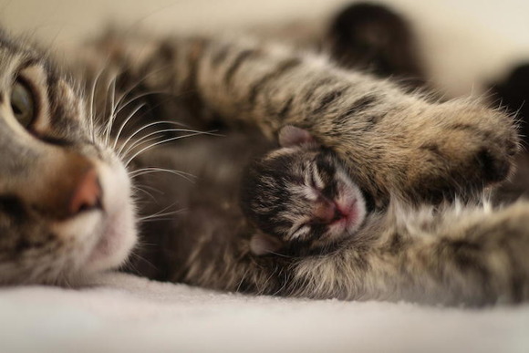 cats