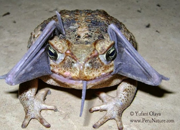 コウモリをパクリ しかし一口でパクリといけなかったカエルとコウモリのフュージョン画像 ジャポンタ
