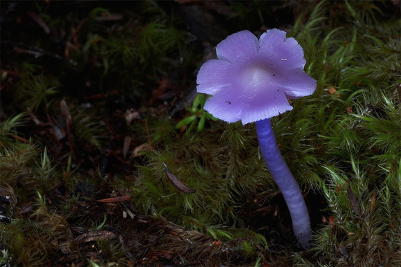 Mauve splitting waxcap