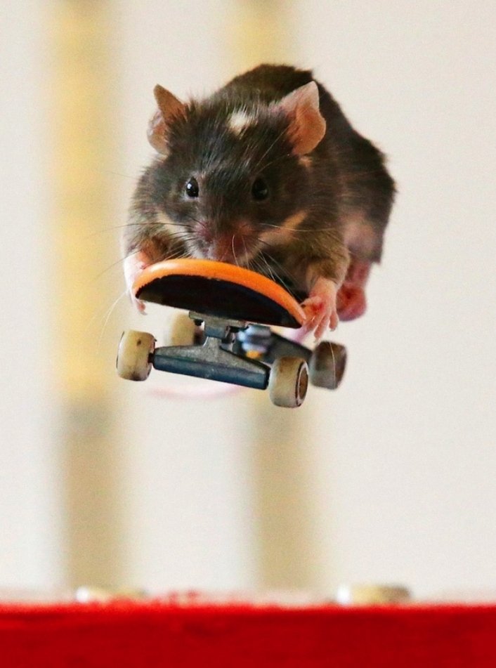 超カッコいい ネズミのスケーター エクストリームでアクロバティクなスケートボードの技をこなすマイティーマウス ジャポンタ