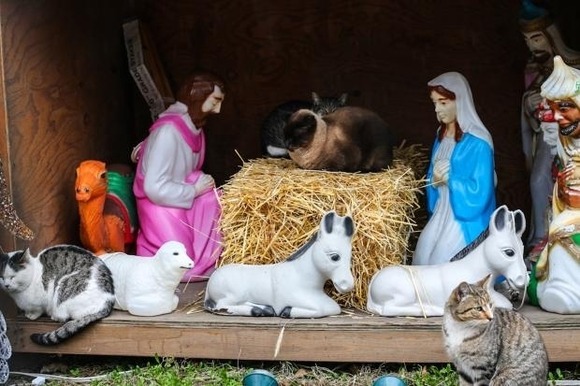 enhanced-buzz-9927-1386703742-4