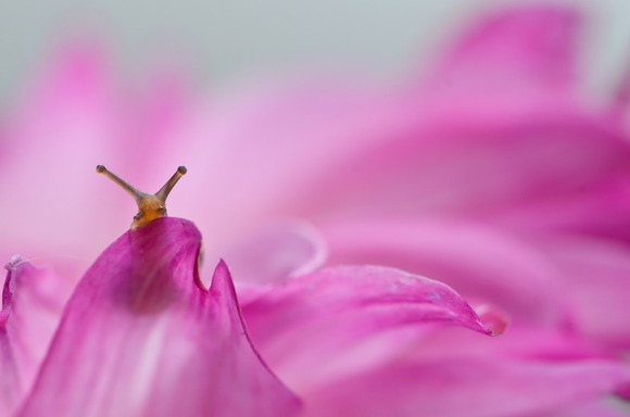 macro-photography-snails-vyacheslav-mishchenko-11