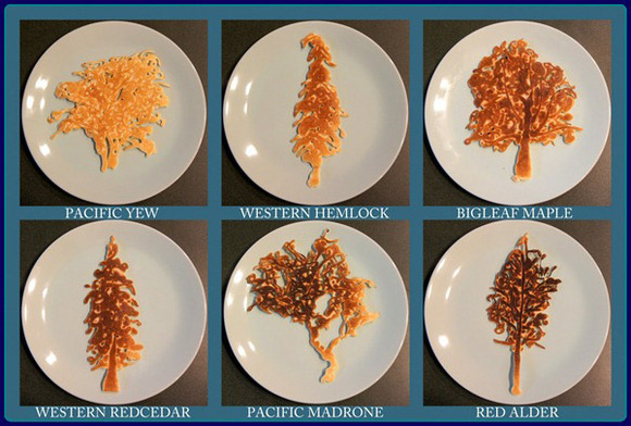 native-tress-pancakes-2