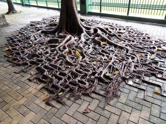 コンクリート レンガｖｓ木の根っこ レンガや壁の隙間に力強く根を張り生きる木々 ジャポンタ