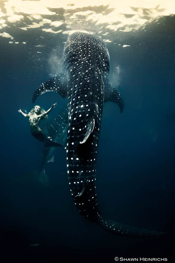 Shawn-Heinrichs-photography-underwater-8