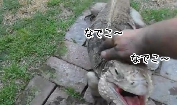犬のように呼んだら嬉しそうに寄ってくるかわいいイグアナさん ジャポンタ