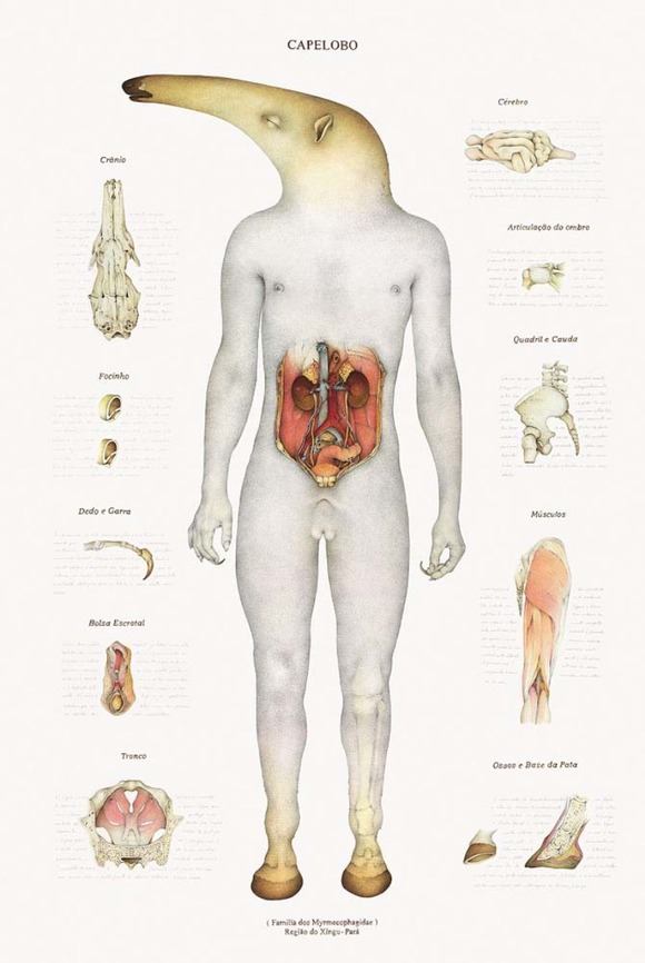 anatomymyth2