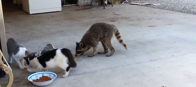 動画 アライグマがネコの餌を盗み逃げ去る姿が面白い 一握りの餌を両手に抱えに二足歩行で妖怪のようなｂダッシュ ジャポンタ