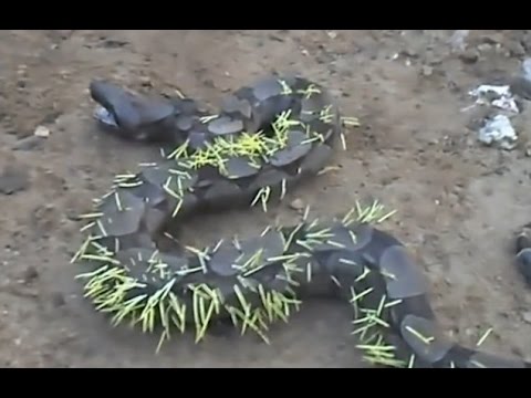これは何かの罰ゲームなのかヘビさん ヤマアラシを食べたヘビはトゲトゲ ジャポンタ