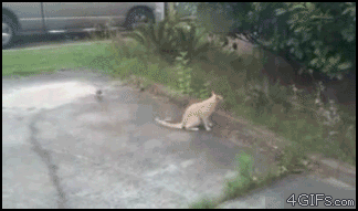 a_comparison_between_dogs_and_cats_20