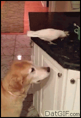 a_comparison_between_dogs_and_cats_19