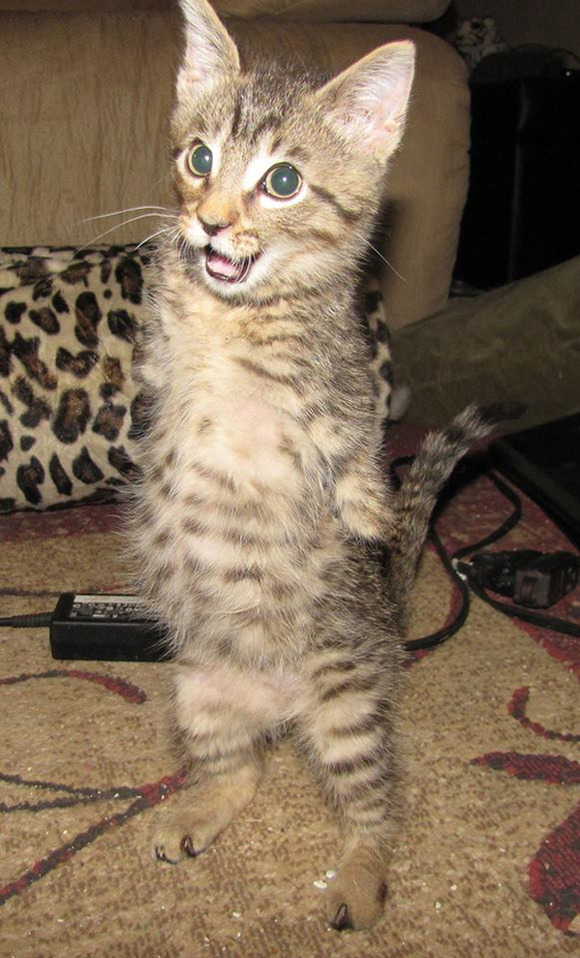 20140124-catster-monday-miracle-mercury-amputee-002
