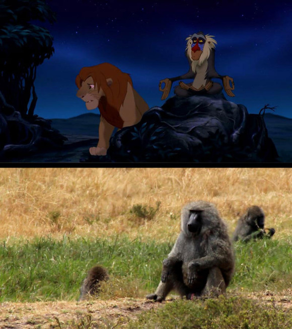 real-life-lion-king-brandon-heuser-15