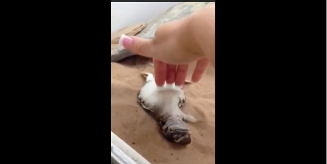 手をパタパタ動かすのが可愛い お腹を撫でられるのが好きなトカゲの 手をパタパタ動かすのが可愛い お腹を撫でられるのが好きなトカゲの
