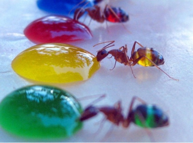 ants-3-600x445