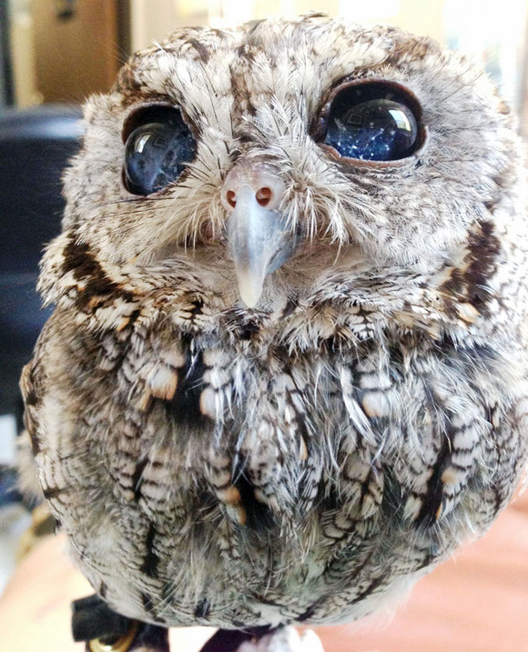 お目目の中にお星様 キラキラお目目がとっても可愛いフクロウさん ジャポンタ