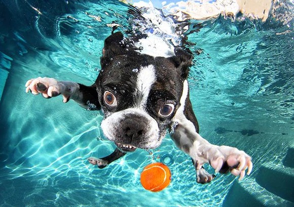 Underwater-Puppies-Seth-Casteel-4