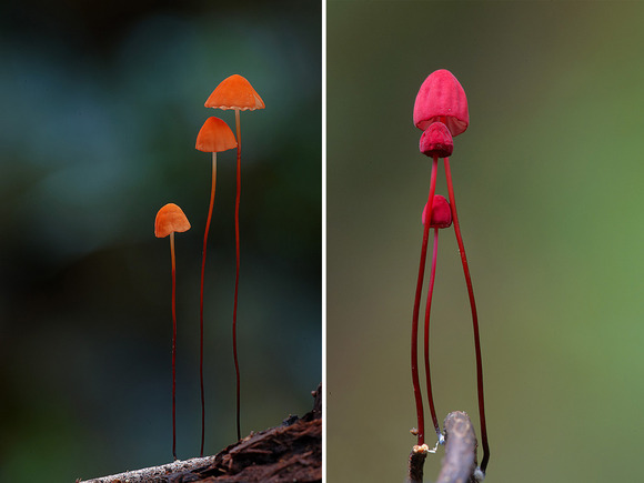 Marasmius haematocephalus