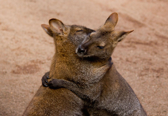 kangaroo