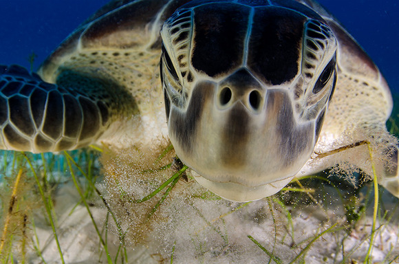 53_Luis-Javier-Sandoval-Mexico-Dive-buddy